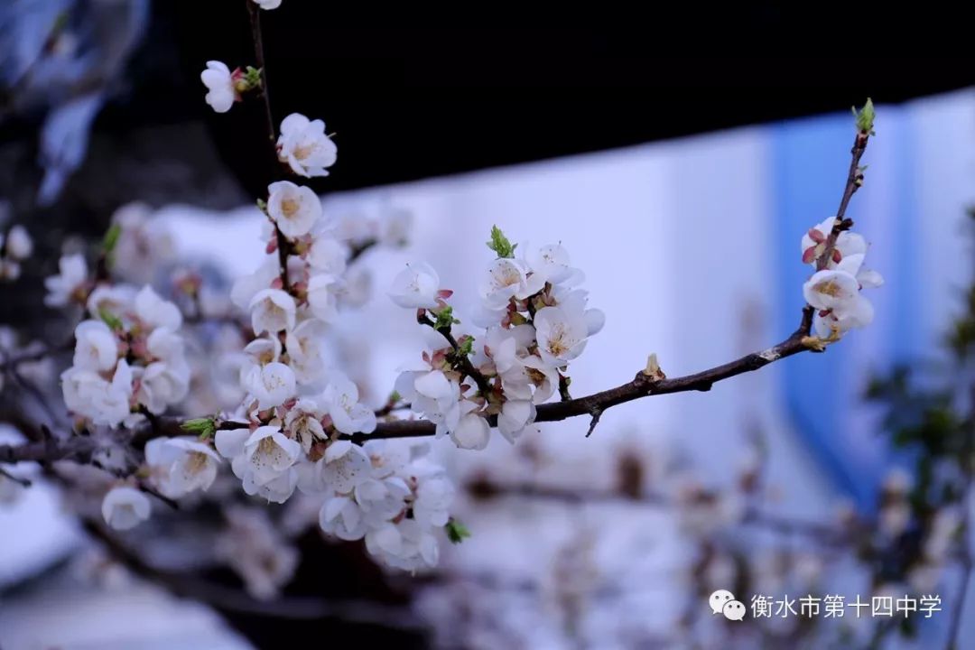 三月十四是什么季节 1-1Z4010RH2.jpg